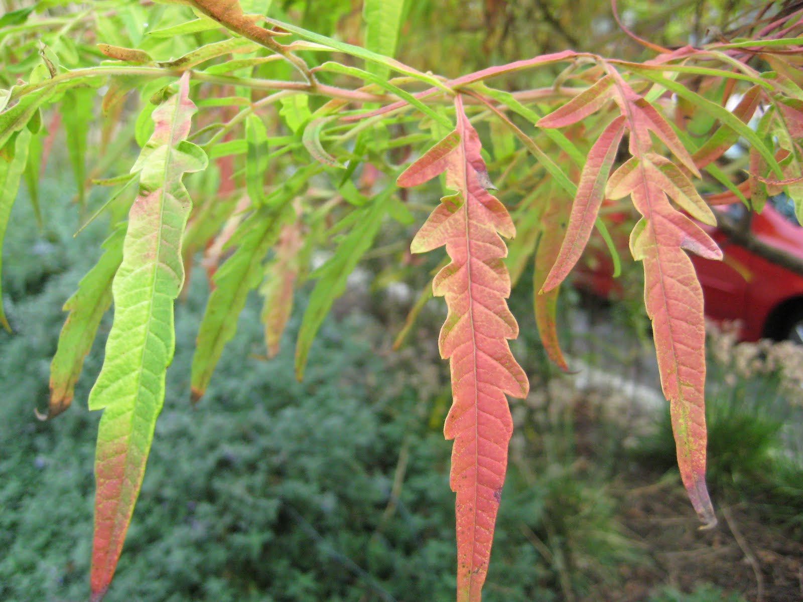 j. siegel designs blog Fall Color Tiger Eyes Staghorn Sumac