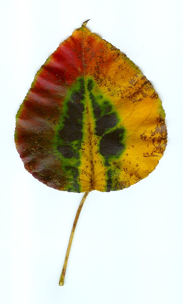 [leaf.jpg]