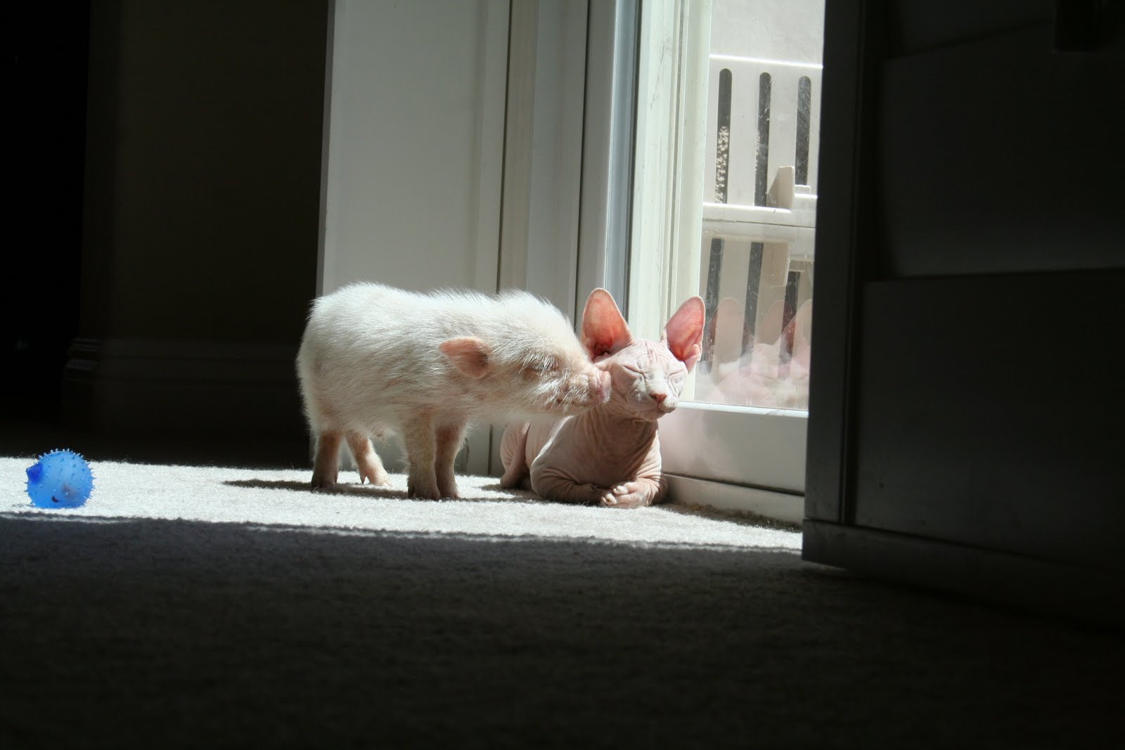 Hangin' With The Hillcoats The story of how a pig and a cat became