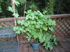 The saga of the bean harvest.