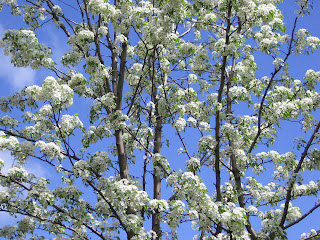 Heidi Horticulture Black Scale On Purple Leaf Sand Cherry Prunus