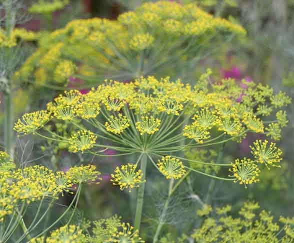 drying dill