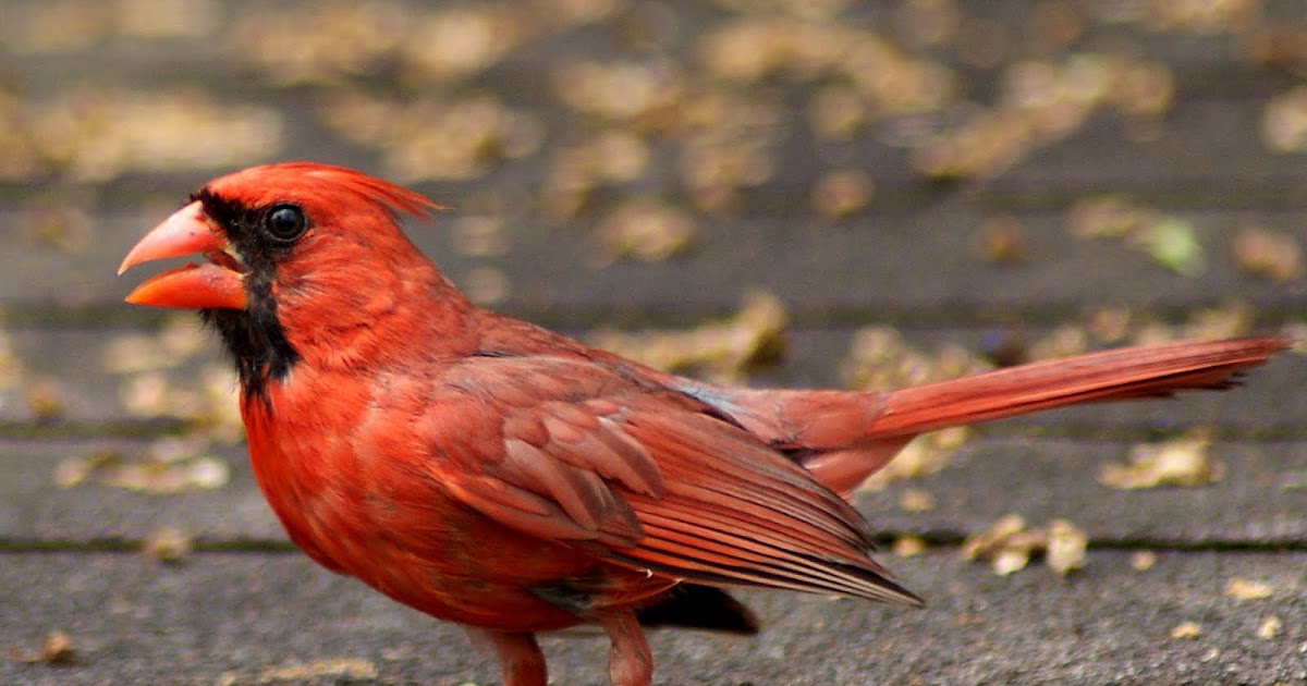 SE Texas Birding & Wildlife Watching In Praise of Common Birds