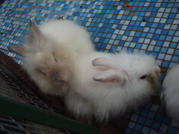 cute x rabbit ni..