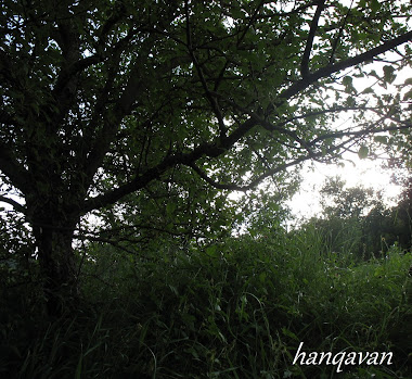 hanqavan tree