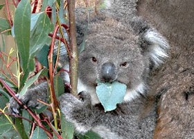 [koala2]