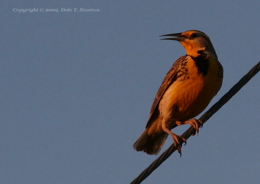 Birds Of The Texas Panhandle Meadowlarks