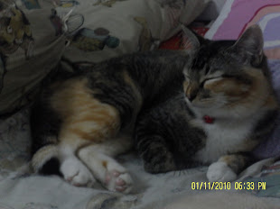 Tomey