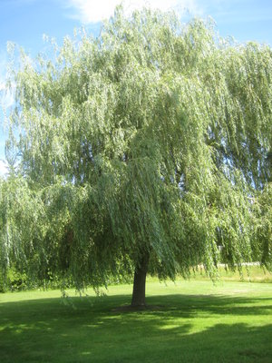 Big Willow Tree