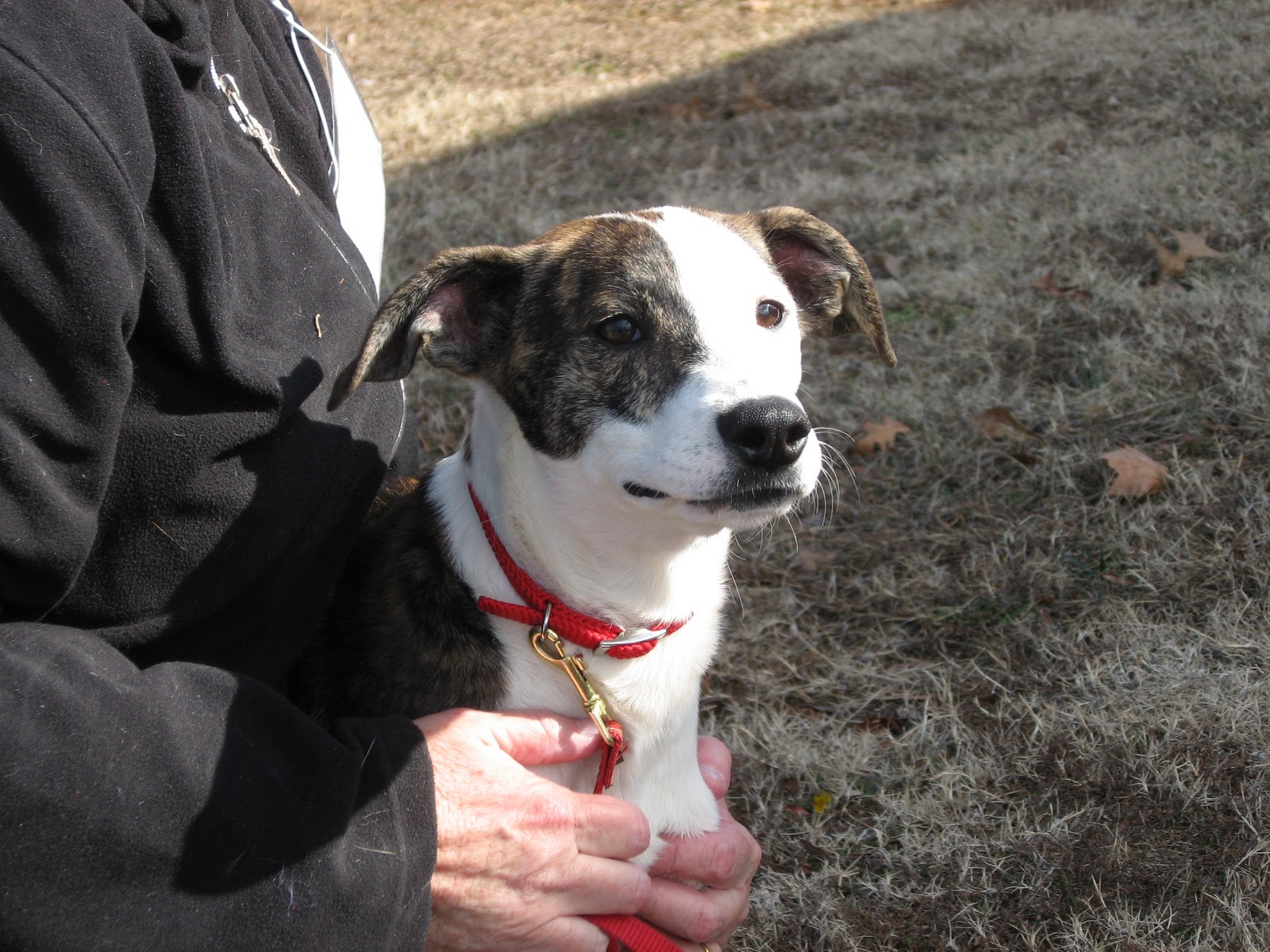 Friends of York County Animal Shelter Cool Kitty and Happy Pups