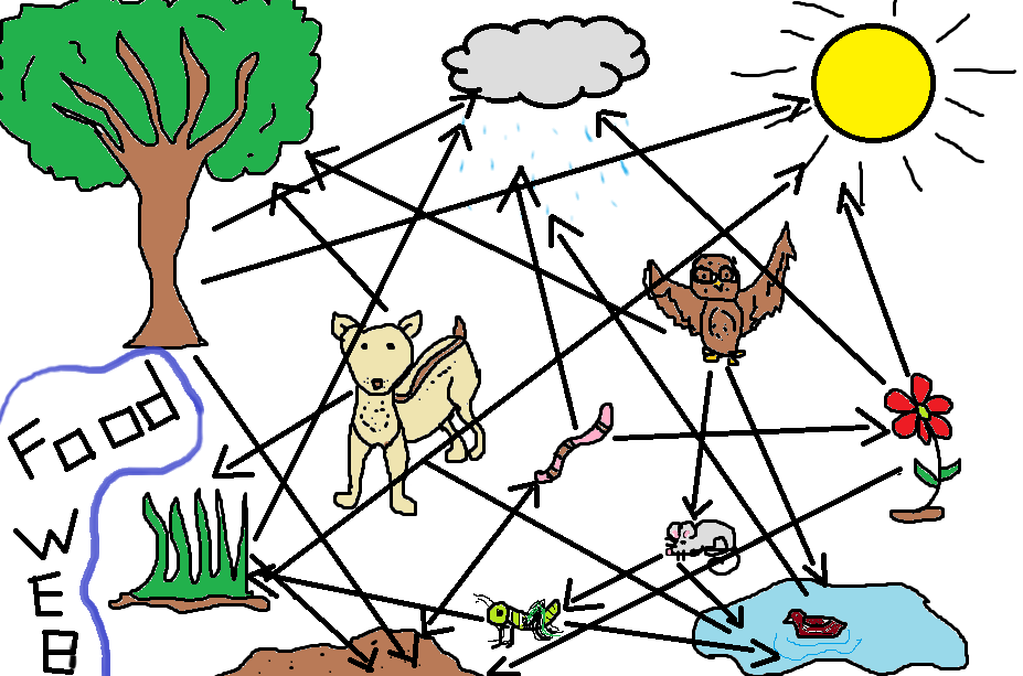 animal food chain pictures. Onrainforest food chain