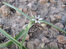 Nothoscordum fictile J. F. Macbride