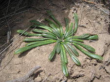 Calandrinia acaulis Kunth