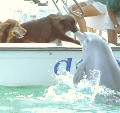 Photo amusante Dolphins+17