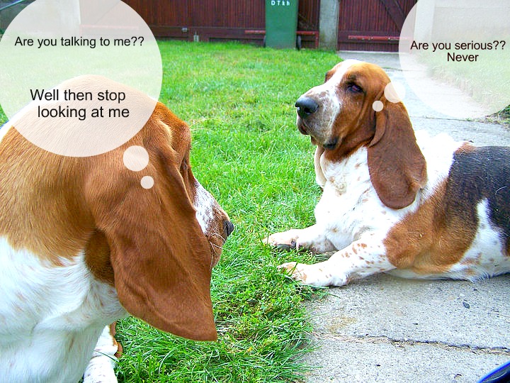 Basset Drool Basset Hound Comedy