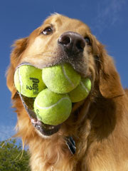 [perro+con+pelotas+tenis.jpg]