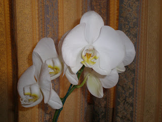 orquídeas