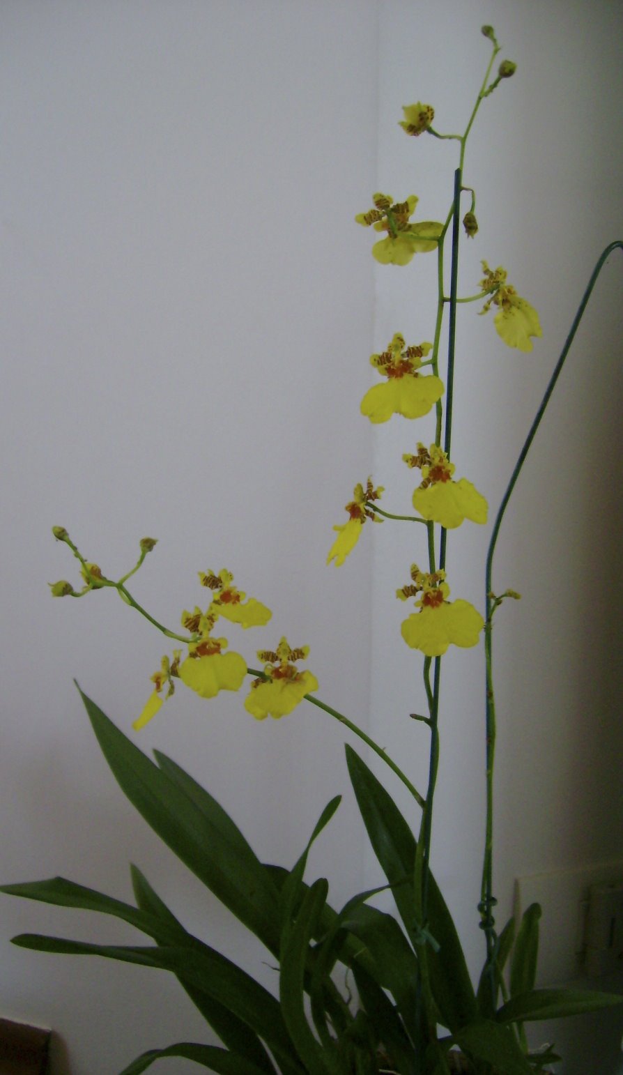 [oncidium.jpg]