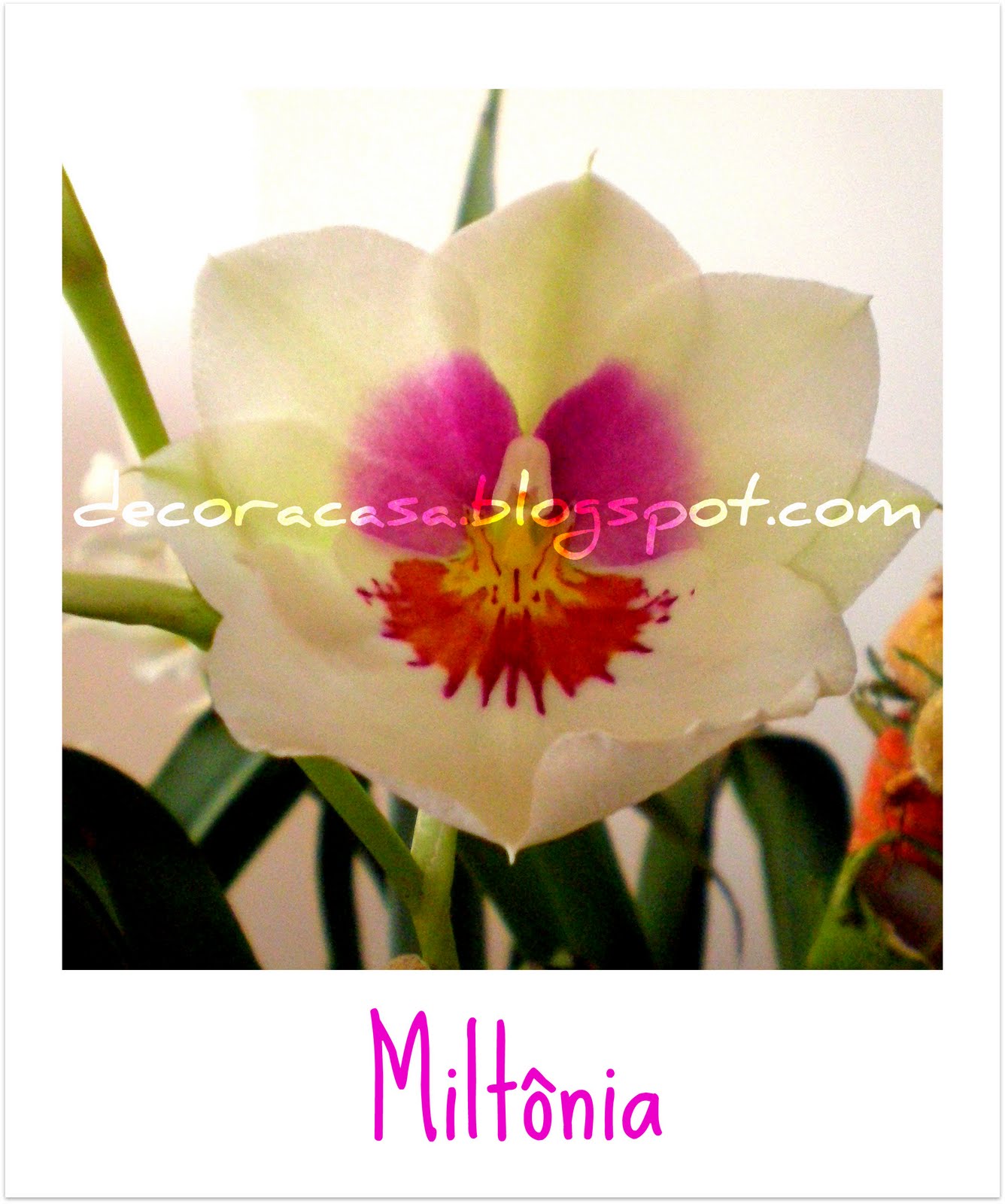 [miltônia.jpg]