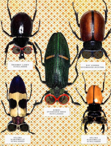 [sunglasses-bug.JPG]