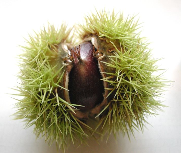 WINDSONG Rihla (Journey 17) Corsica Hairy Chestnuts, Identity