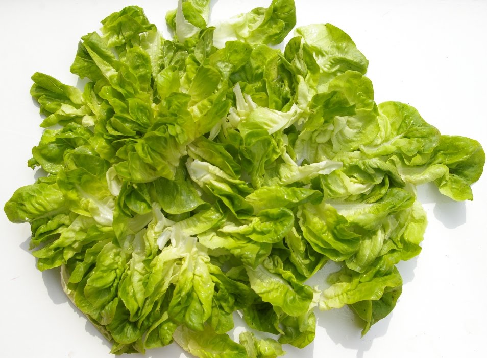 John Grimshaw's Garden Diary: Salanova® lettuce