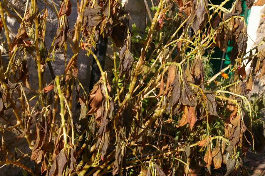 John Grimshaw's Garden Diary A killing frost