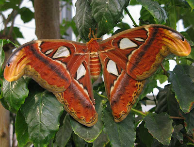 Butterfly Aviary