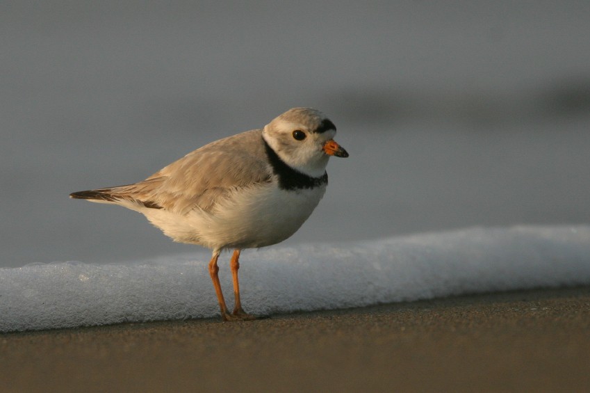 [iStock_piping_plover.jpg]