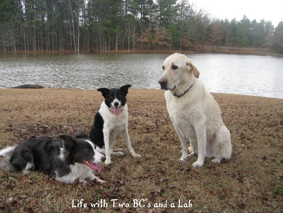 Life with Three Border Collies