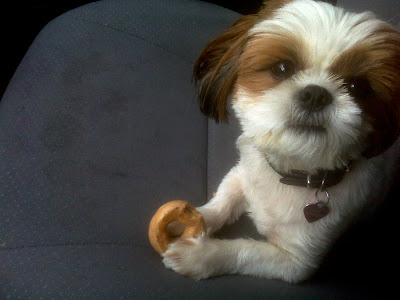 Dog Bagels