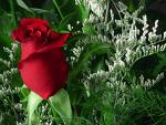 [rose.jpg]