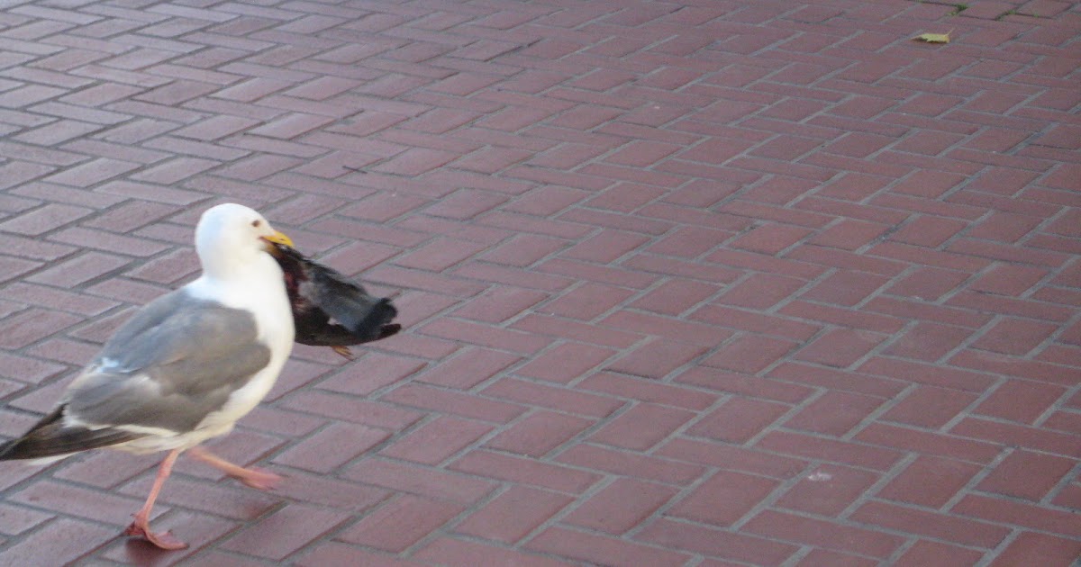 Omni Eater: Seagull Eats Pigeon! WHAT?