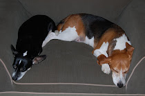Snoopy(chihuahua) & elvis(beagle)