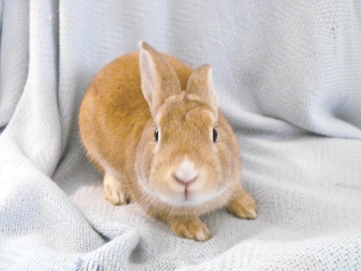 RabbitsForAdoption ADOPTED! Orangecicle Golden Rabbit For Adoption