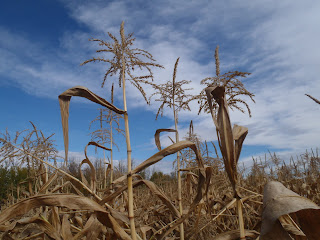 Corn tassles