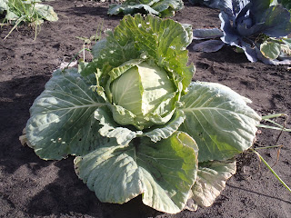 Cabbage