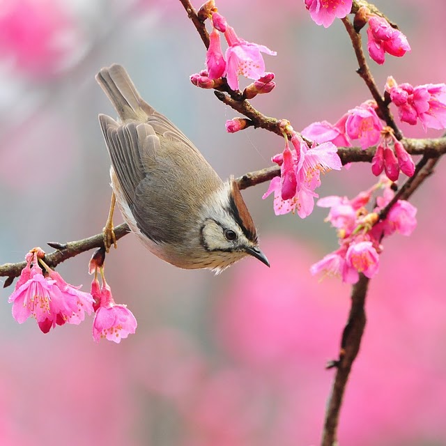 [bird-at-spring.jpg]