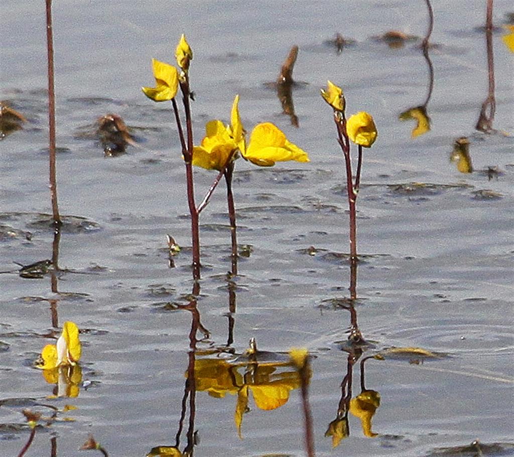 Michael Foley Natural History © PLANT Bladderwort at Leighton Moss