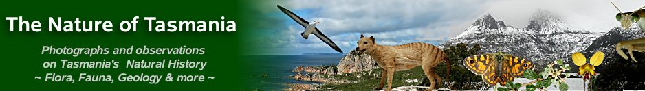 The Nature of Tasmania