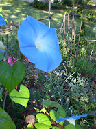 Morning Glories