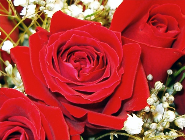 Inspirational Story: Red Rose