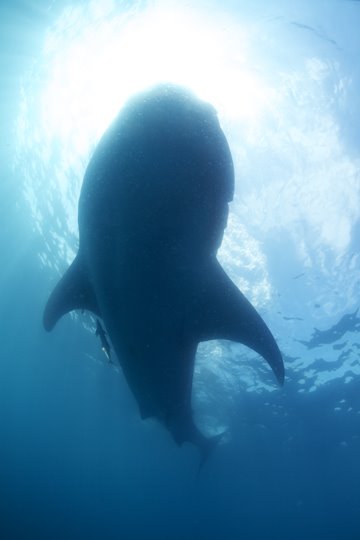 [Whaleshark_MG_1920.jpg]
