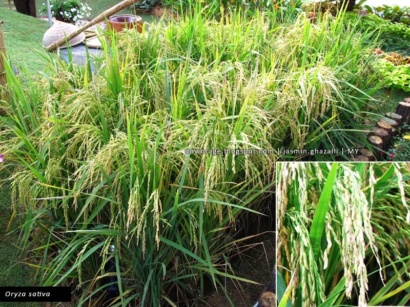 The World is Just Awesome!: Oryza sativa