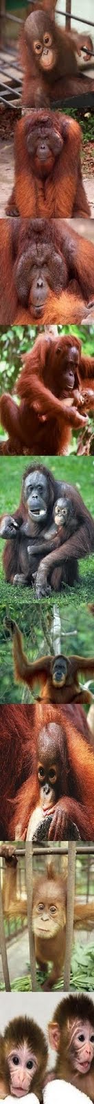 we love orang utans ,