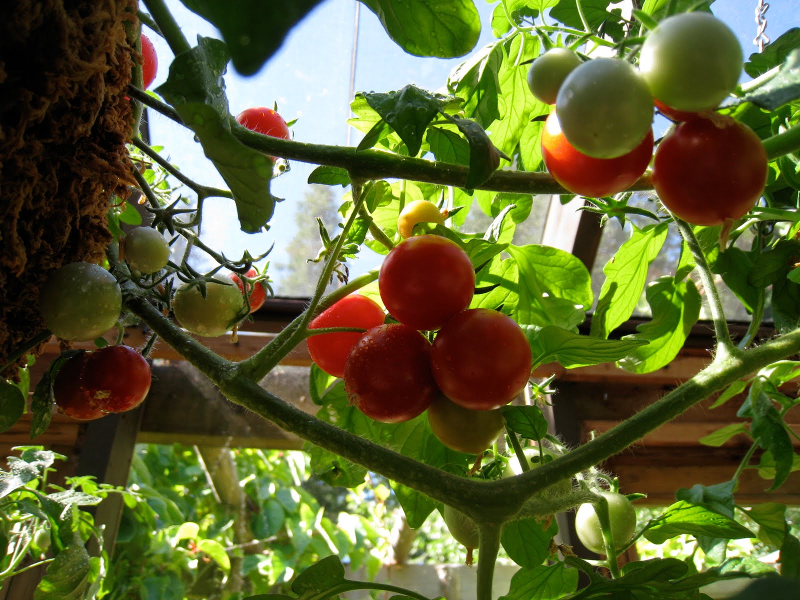 Christina's Garden Tumbler tomatoes in containers, part 1