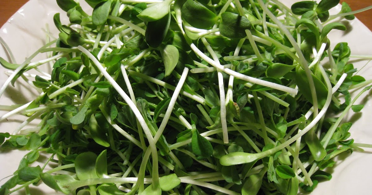 Christina's Garden: sunflower shoots