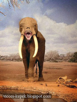 vicces elefánt képek