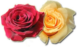red buff alpha gamma delta rose flower