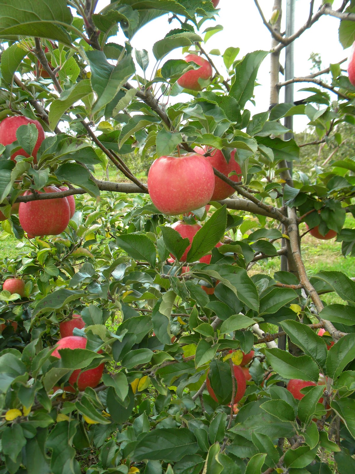 Pink Lady Apples at Fifer Orchard (Nov 20, 2010)